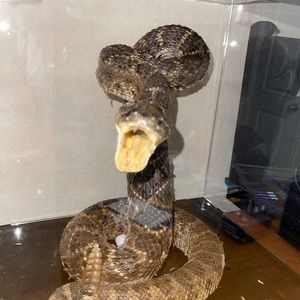 I have beautiful taxidermy for sale starts at $40 - $360. Please PM me